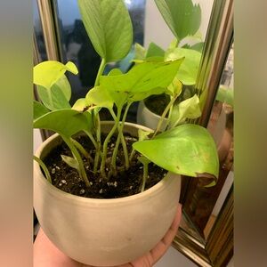 Neon Pothos Plant